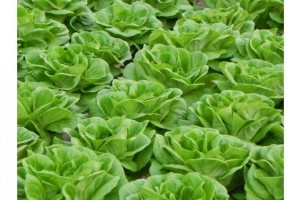 La NASA cultiva Lechuga en el Espacio