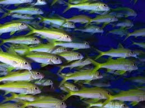 Los océanos del mundo se están quedando sin peces.