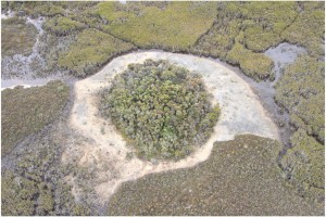 Primer Organismo Vivo en la Tierra Sobrevive en Tasmania