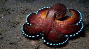 Se supo... ¡Los Pulpos Son Extraterrestres!